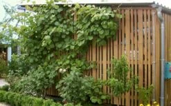 Jenny Self-Fertile Kiwi Vine - Quart Pot -Garden Supplies Sales 2024 actinidia deliciosa jenny self fertile kiwi vine 7