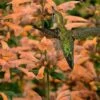 Mango Tango Agastache (Hummingbird Mint) - 5 Pack Of Quart Pots -Garden Supplies Sales 2024 agastache mango tango hummingbird mint anise hyssop 3