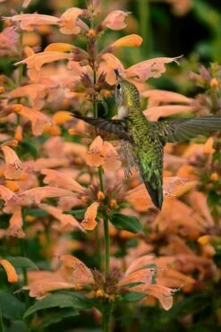 Mango Tango Agastache (Hummingbird Mint) - 5 Pack Of Quart Pots