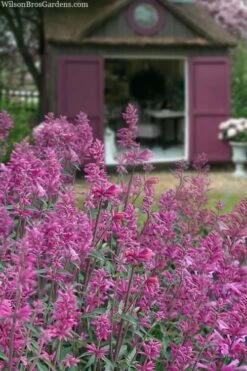 Rosie Posie Agastache (Hummingbird Mint) - 1 Gallon Pot -Garden Supplies Sales 2024 agastache rosie posie hummingbird mint 1