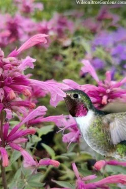 Rosie Posie Agastache (Hummingbird Mint) - 1 Gallon Pot -Garden Supplies Sales 2024 agastache rosie posie hummingbird mint 10