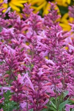 Rosie Posie Agastache (Hummingbird Mint) - 1 Gallon Pot -Garden Supplies Sales 2024 agastache rosie posie hummingbird mint 3