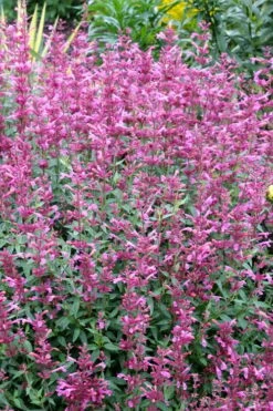 Rosie Posie Agastache (Hummingbird Mint) - 1 Gallon Pot -Garden Supplies Sales 2024 agastache rosie posie hummingbird mint 6