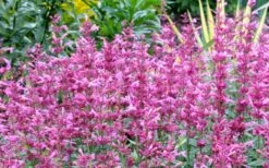 Rosie Posie Agastache (Hummingbird Mint) - 1 Gallon Pot -Garden Supplies Sales 2024 agastache rosie posie hummingbird mint 7