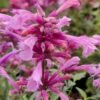 Rosie Posie Agastache (Hummingbird Mint) - 1 Gallon Pot -Garden Supplies Sales 2024 agastache rosie posie hummingbird mint 8