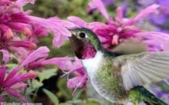 Rosie Posie Agastache (Hummingbird Mint) - 1 Gallon Pot -Garden Supplies Sales 2024 agastache rosie posie hummingbird mint 9