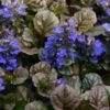 Bronze Beauty Ajuga (Bugleweed) - 5 Pack Of 4" Pint Pots -Garden Supplies Sales 2024 ajuga bronze beauty 28