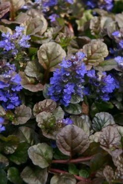 Bronze Beauty Ajuga (Bugleweed) - 5 Pack Of Quart Pots