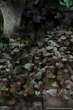 Bronze Beauty Ajuga (Bugleweed) - 36 Pack Of 3.5" Pint Pots -Garden Supplies Sales 2024 ajuga bronze beauty 30 2