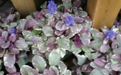 Burgundy Glow Ajuga - Bugleweed - 5-Pack Of 4" Pint Pots -Garden Supplies Sales 2024 ajuga burgundy glow