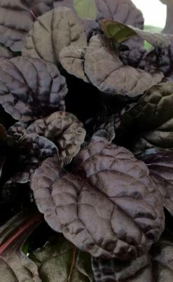 Fierce Falcon Ajuga (Bugleweed) - 5 Pack Of Quart Pots -Garden Supplies Sales 2024 ajuga fierce falcon 3