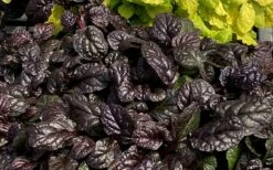Fierce Falcon Ajuga (Bugleweed) - 5 Pack Of Quart Pots -Garden Supplies Sales 2024 ajuga fierce falcon 4
