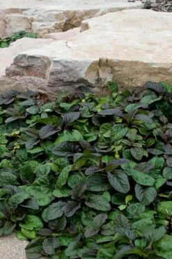 Bronze Beauty Ajuga (Bugleweed) - 36 Pack Of 3.5" Pint Pots -Garden Supplies Sales 2024 ajuga reptans bronze beauty bugleweed 100 1