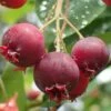 Shadblow Serviceberry Tree (Amelanchier Canadensis) - 3 Gallon Pot -Garden Supplies Sales 2024 amelanchier arborea shadblow serviceberry berries 2 1