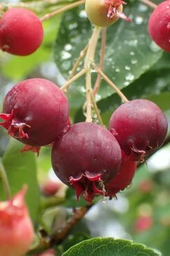 Shadblow Serviceberry Tree (Amelanchier Canadensis) - 3 Gallon Pot