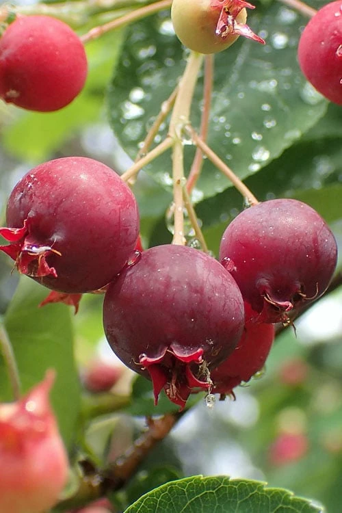 Shadblow Serviceberry Tree (Amelanchier canadensis) - 1 Gallon Pot Shadblow Serviceberry Tree (Amelanchier Canadensis) - 1 Gallon Pot -Garden Supplies Sales 2024 amelanchier arborea shadblow serviceberry berries 2 2