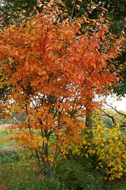 Shadblow Serviceberry Tree (Amelanchier canadensis) - 3 Gallon Pot Shadblow Serviceberry Tree (Amelanchier Canadensis) - 3 Gallon Pot -Garden Supplies Sales 2024 amelanchier arborea shadblow serviceberry fall foliage 1