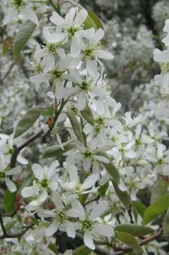 Shadblow Serviceberry Tree (Amelanchier Canadensis) - 3 Gallon Pot 7 Shadblow Serviceberry Tree (Amelanchier Canadensis) - 3 Gallon Pot -Garden Supplies Sales 2024 amelanchier arborea shadblow serviceberry flowers 4 1