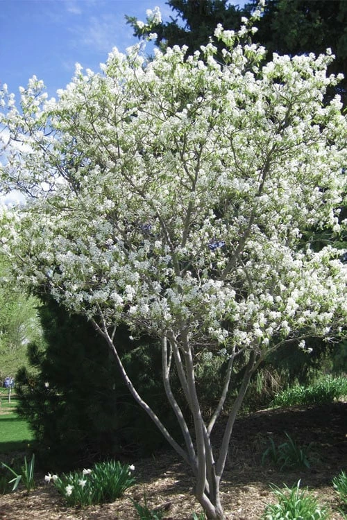 Shadblow Serviceberry Tree (Amelanchier canadensis) - 3 Gallon Pot Shadblow Serviceberry Tree (Amelanchier Canadensis) - 3 Gallon Pot -Garden Supplies Sales 2024 amelanchier arborea shadblow serviceberry tree 2 1