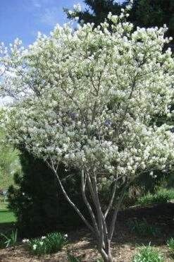 Shadblow Serviceberry Tree (Amelanchier Canadensis) - 1 Gallon Pot 5 Shadblow Serviceberry Tree (Amelanchier Canadensis) - 1 Gallon Pot -Garden Supplies Sales 2024 amelanchier arborea shadblow serviceberry tree 2 2