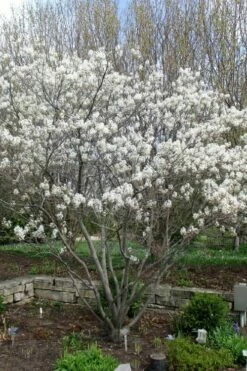Shadblow Serviceberry Tree (Amelanchier Canadensis) - 1 Gallon Pot 10 Shadblow Serviceberry Tree (Amelanchier Canadensis) - 1 Gallon Pot -Garden Supplies Sales 2024 amelanchier arborea shadblow serviceberry tree 3 2