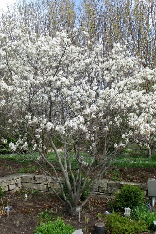 Shadblow Serviceberry Tree (Amelanchier canadensis) - 1 Gallon Pot Shadblow Serviceberry Tree (Amelanchier Canadensis) - 1 Gallon Pot -Garden Supplies Sales 2024 amelanchier arborea shadblow serviceberry tree 3 2
