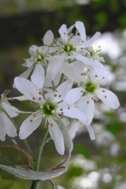 Autumn Brilliance Serviceberry Tree - 3 Gallon Pot -Garden Supplies Sales 2024 amelanchier grandiflora autumn brilliance serviceberry 1