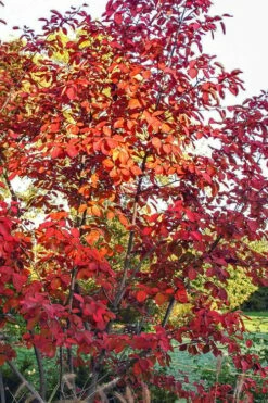 Autumn Brilliance Serviceberry Tree - 3 Gallon Pot -Garden Supplies Sales 2024 amelanchier grandiflora autumn brilliance serviceberry 3
