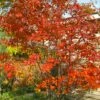 Autumn Brilliance Serviceberry Tree - 1 Gallon Pot -Garden Supplies Sales 2024 amelanchier grandiflora autumn brilliance serviceberry 4 1