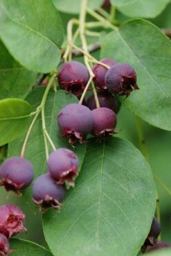 Autumn Brilliance Serviceberry Tree - 1 Gallon Pot -Garden Supplies Sales 2024 amelanchier grandiflora autumn brilliance serviceberry 8 1