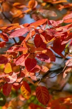 Autumn Brilliance Serviceberry Tree - 3 Gallon Pot -Garden Supplies Sales 2024 amelanchier grandiflora autumn brilliance serviceberry 9