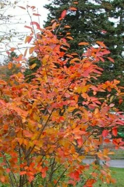 Allegheny Serviceberry Tree (Amelanchier Laevis) - 3 Gallon Pot -Garden Supplies Sales 2024 amelanchier laevis allegheny serviceberry 2
