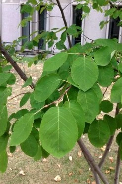 Allegheny Serviceberry Tree (Amelanchier Laevis) - 3 Gallon Pot -Garden Supplies Sales 2024 amelanchier laevis allegheny serviceberry 4