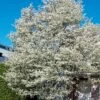 Allegheny Serviceberry Tree (Amelanchier Laevis) - 3 Gallon Pot -Garden Supplies Sales 2024 amelanchier laevis allegheny serviceberry 5