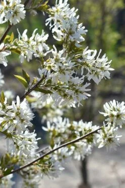 Allegheny Serviceberry Tree (Amelanchier Laevis) - 3 Gallon Pot -Garden Supplies Sales 2024 amelanchier laevis allegheny serviceberry 6