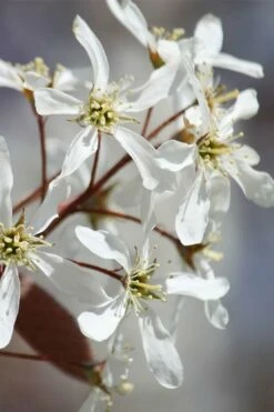 Allegheny Serviceberry Tree (Amelanchier Laevis) - 3 Gallon Pot -Garden Supplies Sales 2024 amelanchier laevis allegheny serviceberry 7