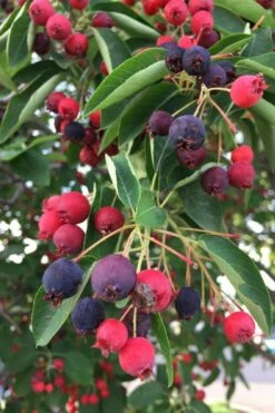 Allegheny Serviceberry Tree (Amelanchier Laevis) - 3 Gallon Pot -Garden Supplies Sales 2024 amelanchier laevis allegheny serviceberry 8