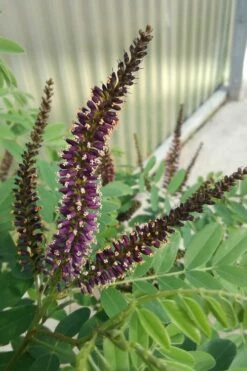 Indigo Bush (Amorpha Fruticosa) - 3 Gallon Pot -Garden Supplies Sales 2024 amorpha fruticosa indigo bush 10