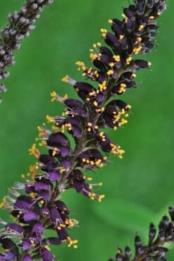 Indigo Bush (Amorpha Fruticosa) - 3 Gallon Pot -Garden Supplies Sales 2024 amorpha fruticosa indigo bush 11