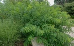 Indigo Bush (Amorpha Fruticosa) - 3 Gallon Pot -Garden Supplies Sales 2024 amorpha fruticosa indigo bush 14