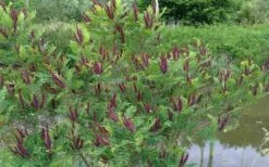 Indigo Bush (Amorpha Fruticosa) - 1 Gallon Pot -Garden Supplies Sales 2024 amorpha fruticosa indigo bush 15 1