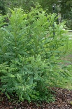 Indigo Bush (Amorpha Fruticosa) - 3 Gallon Pot -Garden Supplies Sales 2024 amorpha fruticosa indigo bush 19