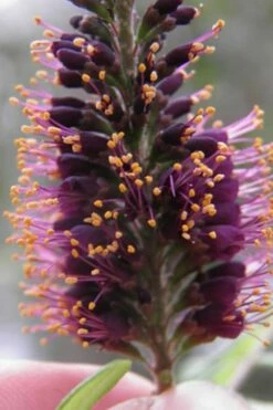 Indigo Bush (Amorpha Fruticosa) - 1 Gallon Pot -Garden Supplies Sales 2024 amorpha fruticosa indigo bush 2 1