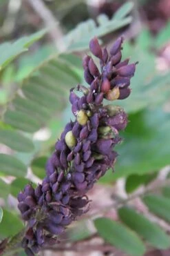 Indigo Bush (Amorpha Fruticosa) - 1 Gallon Pot -Garden Supplies Sales 2024 amorpha fruticosa indigo bush 3 1