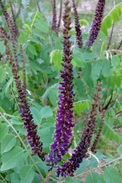 Indigo Bush (Amorpha Fruticosa) - 3 Gallon Pot -Garden Supplies Sales 2024 amorpha fruticosa indigo bush 5