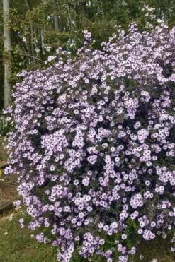 Climbing Aster (Ampelaster Carolianianus) - 1 Gallon Pot -Garden Supplies Sales 2024 ampelaster carolinianus climbiing aster 1