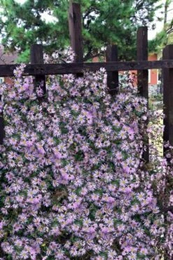 Climbing Aster (Ampelaster Carolianianus) - 1 Gallon Pot -Garden Supplies Sales 2024 ampelaster carolinianus climbiing aster 11