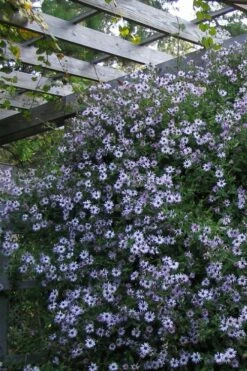 Climbing Aster (Ampelaster Carolianianus) - 1 Gallon Pot -Garden Supplies Sales 2024 ampelaster carolinianus climbiing aster 4