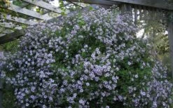Climbing Aster (Ampelaster Carolianianus) - 1 Gallon Pot -Garden Supplies Sales 2024 ampelaster carolinianus climbiing aster 5