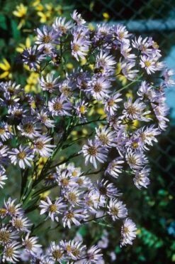 Climbing Aster (Ampelaster Carolianianus) - 1 Gallon Pot -Garden Supplies Sales 2024 ampelaster carolinianus climbiing aster 7